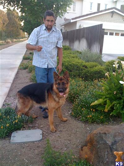 Stud Dogs - German Shepherd